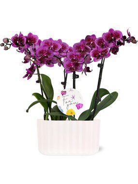 Elegant Dark Purple Mini Orchids in White Planter – Live Indoor Flowering Plant
